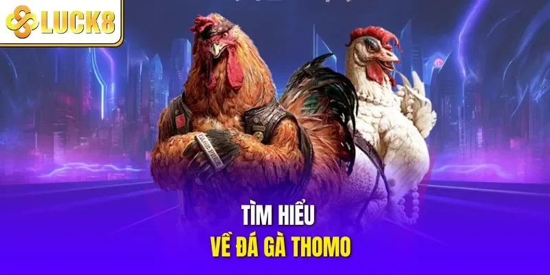 Tìm hiểu về đá gà Thomo